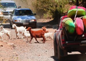 Chilean kayak shuttle